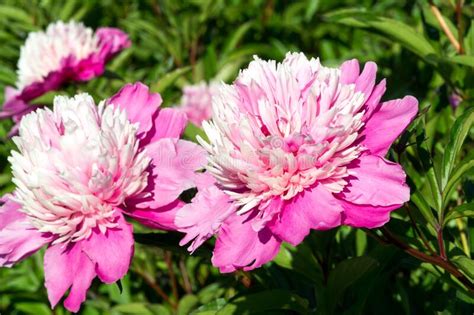 Peony Or Paeony Is A Flowering Plant In The Genus Paeonia The Only One