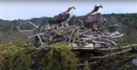 New Poole Harbour Osprey Nest Cam Goes Live Birds Of Poole Harbour