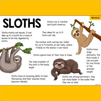 Sloth Information Text – Animal Facts about Sloths - Mammals by Ben Lukis