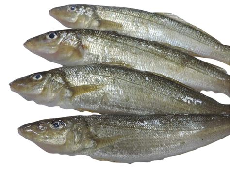 seafood store silver whiting