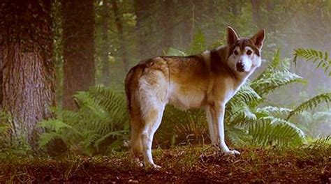 Nymeria - Arya direwolf - Nymeria Photo (30440503) - Fanpop