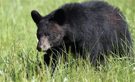 How Many Black Bears There Are In California Might Surprise You Daily