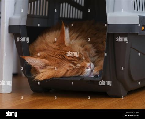 A Red Maine Coon Cat Sleeping In A Cat Carrier Close Up Stock Photo