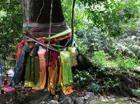 Exploring The Cultural Significance Of Thailand S Sacred Trees