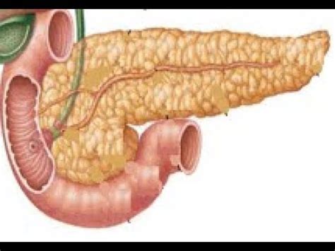 Suco Pancreatico - Como funciona o suco pancreatico - YouTube