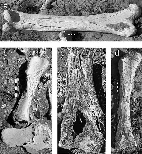 Differences In Weathering Of Bones Of Adult And Juvenile African