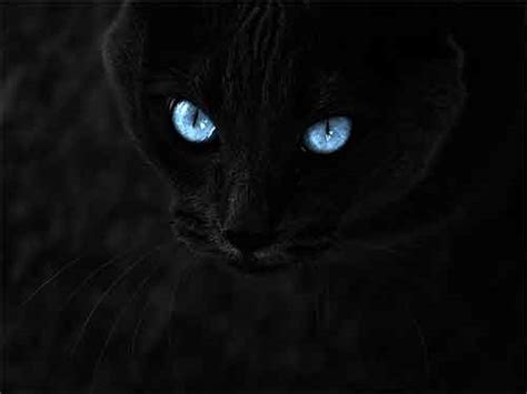 Les chats noirs aux yeux bleus un charme mystérieux MonMinoo