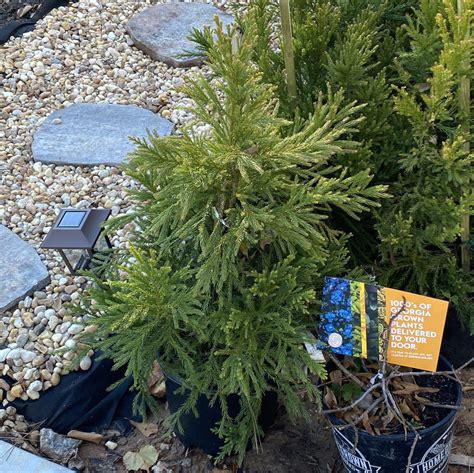 Cryptomeria Japonica Radicans ~ Blue Green Japanese Cedar King S Sunset Nursery