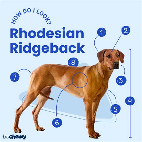 Rhodesian Ridgeback Size Guide: How Big Does A Rhodesian, 41% OFF