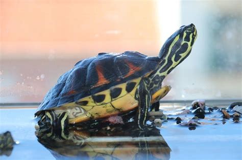 Qual A Diferen A Entre C Gados Jabutis E Tartarugas Turismo De Natureza