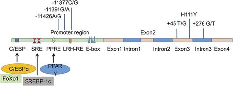 Structure of adiponectin gene and genetic association between ...