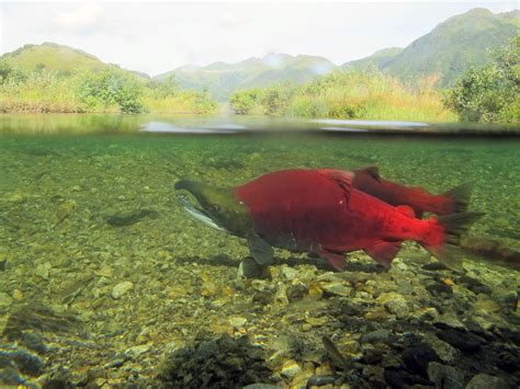 Alaska Magazine | Melting Glaciers Create Salmon Habitat