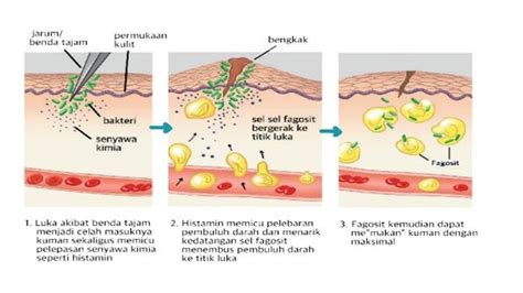 Soal Penilaian Harian Kunci Jawaban Biologi Kelas Sma Ma Soal