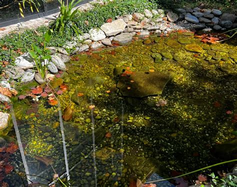 The Best Koi Pond Winterization Process To Follow