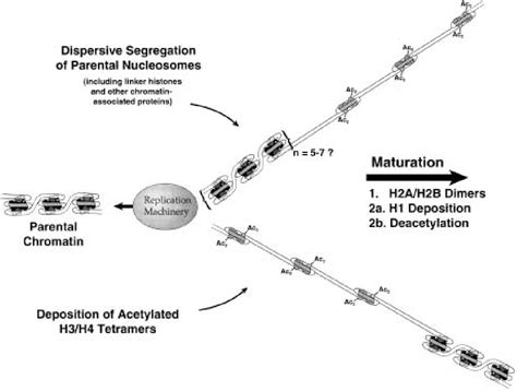 Figure 1 From Role Of Histone Acetylation In The Assembly And