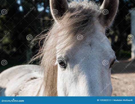 Close Up of a White Horse`s Face Stock Photo - Image of nature, outdoor ...