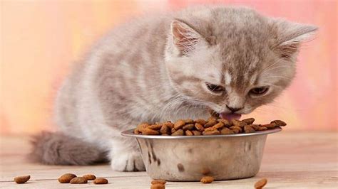 7 Best Dry Cat Foods to Buy for Cats in 2021