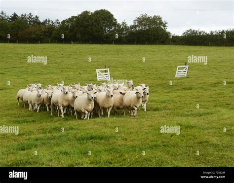 Devon Sheep Farm Hi Res Stock Photography And Images Alamy