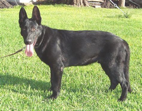 Cachorros Pastor Aleman negro solido y dark sable: Cachorros Pastor ...