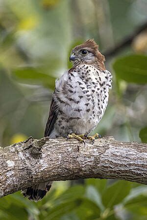 Mauritius kestrel Facts for Kids