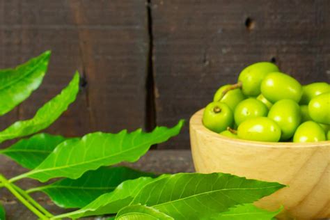 Was Ist Neem Niem Anwendungsbereiche Wirkung