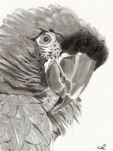 Parrot Pencil Drawing Drawing by Claudiu Radulescu - Fine Art America