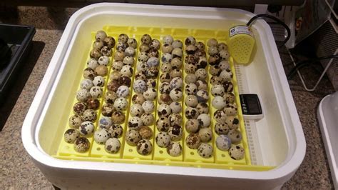 Hatching Cortunix Quail Part 2 Youtube