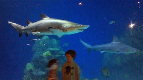 Denver Aquarium - One of the big Tiger Sharks in the aquarium