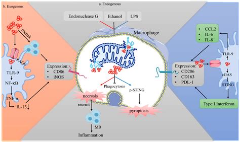 Table 1 From Mitochondrial Dna On Tumor Associated Macrophages