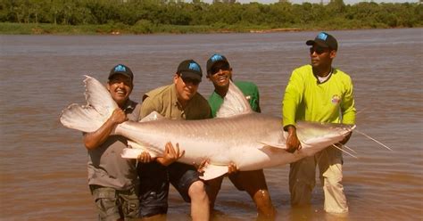 Piraíba de 140 quilos é o maior peixe de água doce fisgado pelo Terra