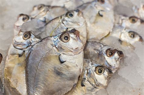 pony fish  sapsap   fish section   local supermarket