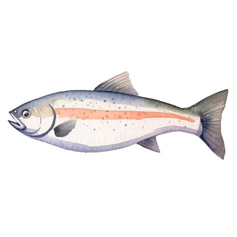 Premium Vector Watercolor Painted Salmon Fish Hand Drawn Fresh