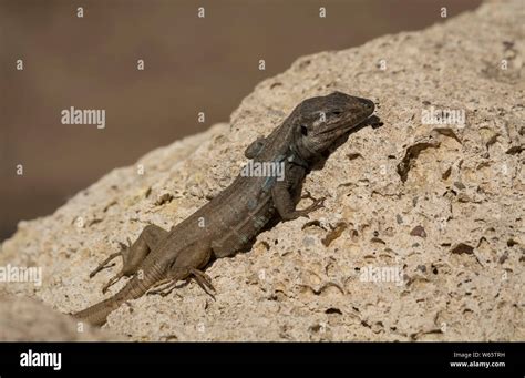 Gallotia Spec Hi Res Stock Photography And Images Alamy