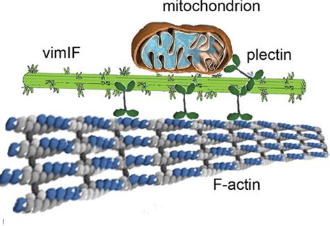 Vimentin Intermediate Filaments Modulate The Motility Of Mitochondria