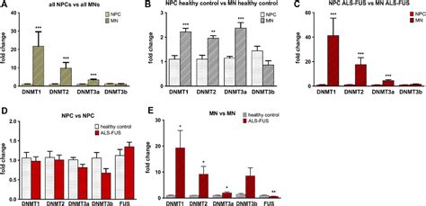 Frontiers Methylation And Expression Of Mutant Fus In Motor Neurons