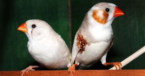 Zebra Finch The Complete Guide Facts And Care Beakful Of Birds