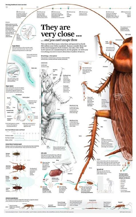 Adolfo Arranz Behance