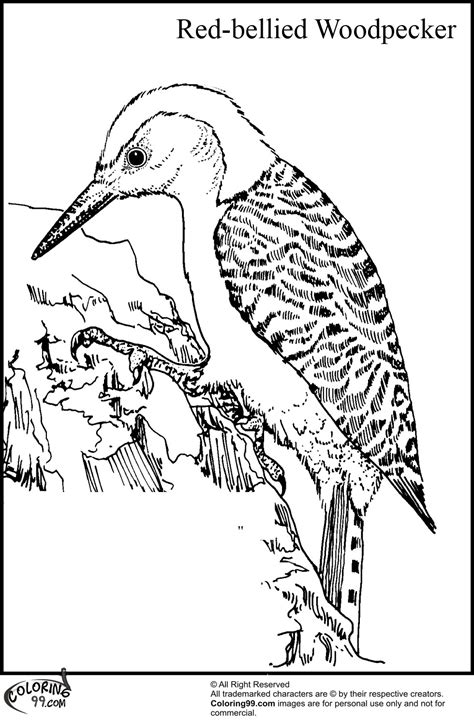 Woodpecker Coloring Pages | Team colors