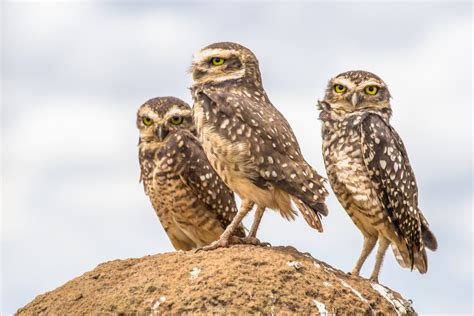 Are Burrowing Owls Endangered Threats And Conservation Discoverynatures