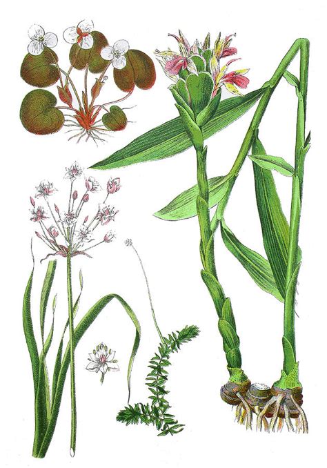 Zingiber Officinale And Hydrocharis Morsus Ranae Drawing By Heinz