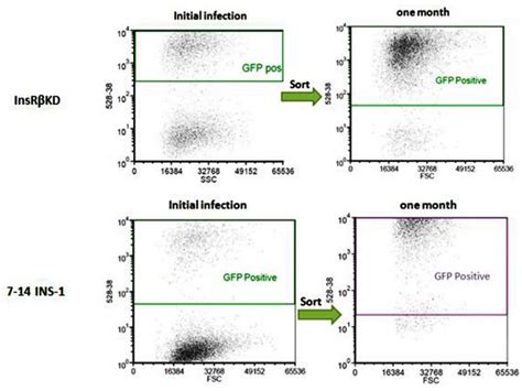 The Stability Of Transduced Ins Cells After Initial Transductions Of