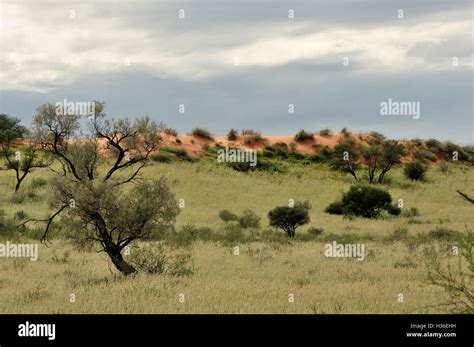 Kgalagadi dune landscape Stock Photo - Alamy