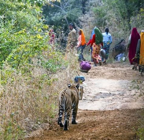 India and The History of Man-Eating Tigers