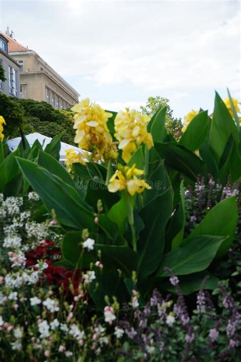 Canna Indica Floresce Flores Amarelas Num Canteiro De Flores Em