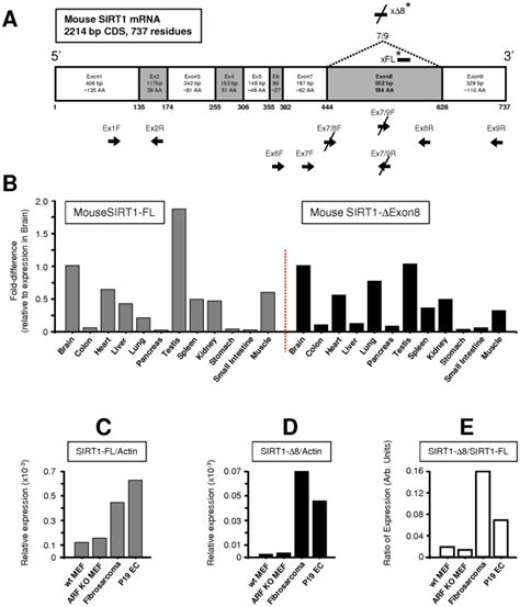 A Mouse Sirt1 Splice Variant Specific Pcr Primers And Sirna Download Scientific Diagram