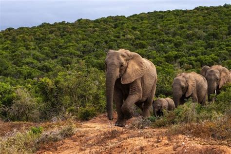 Ivory Trade Has Led to Evolution of Tuskless Elephants, Scientists Say ...