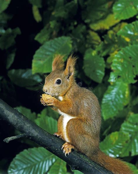 Red Squirrel Sciurus Vulgaris Female Standing On Branch Eating Nut