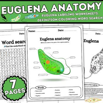 Euglena Anatomy Protist Cell Anatomy Labelin Coloring Word Search