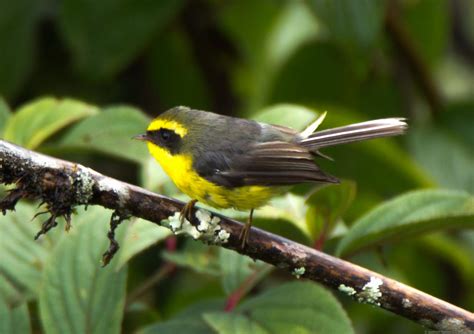 Yellow Bellied Fairy Fantail Chelidorhynx Hypoxanthus