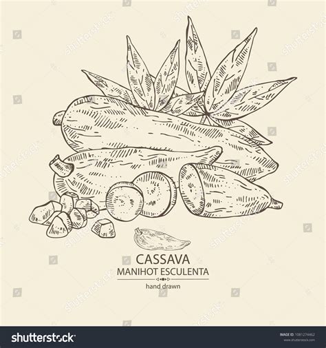 Manihot Esculenta Cassava Root Tuber Manihot Royalty Free Stock